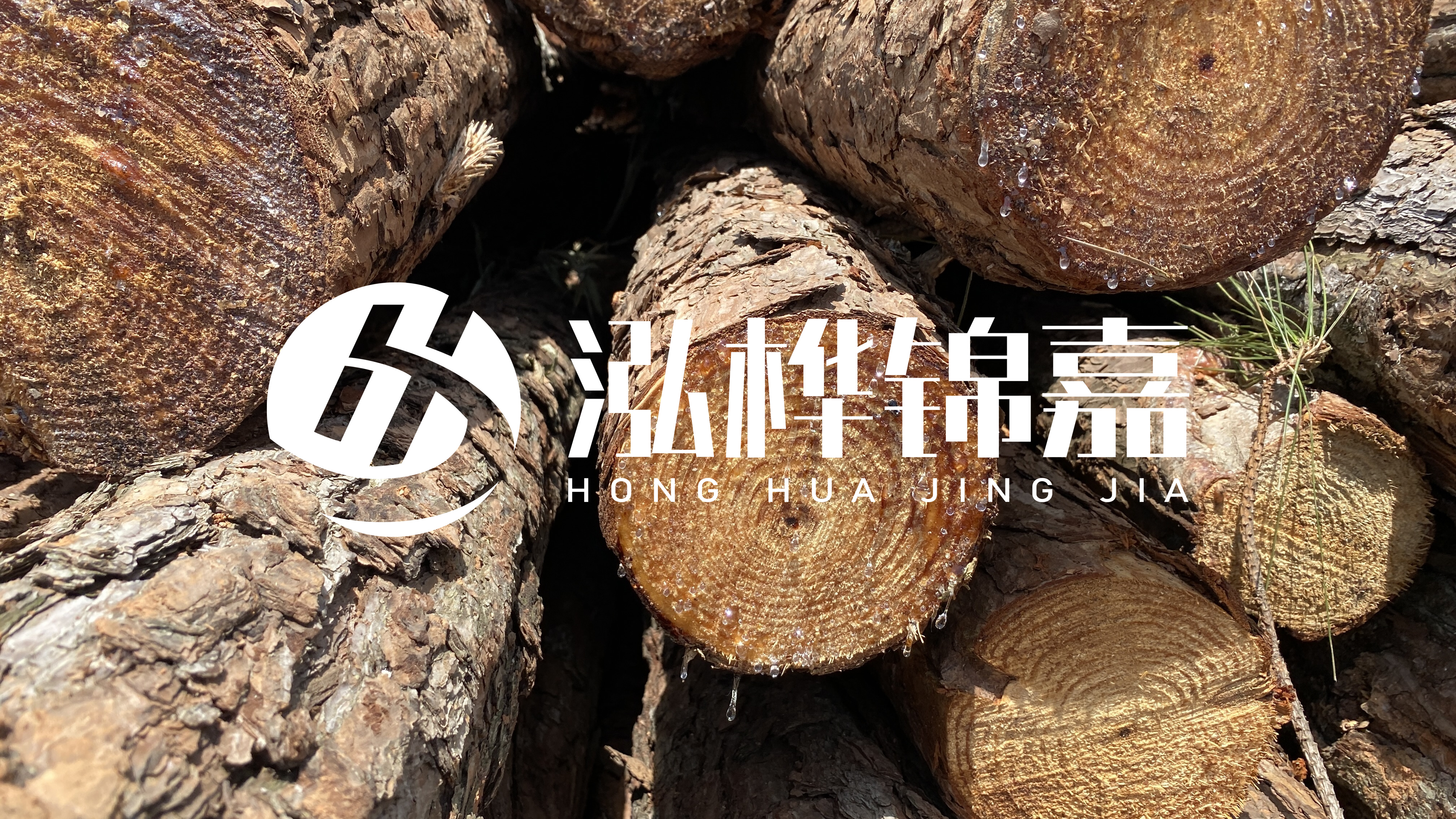 為什么要用松木樁治理河道？